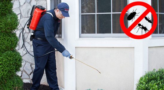Sinanpaşa Fare İlaçlama böcek ilaçlama ve haşere kontrolü — ilaclama-tr.com